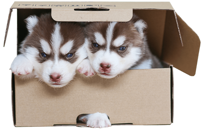 husky puppies in